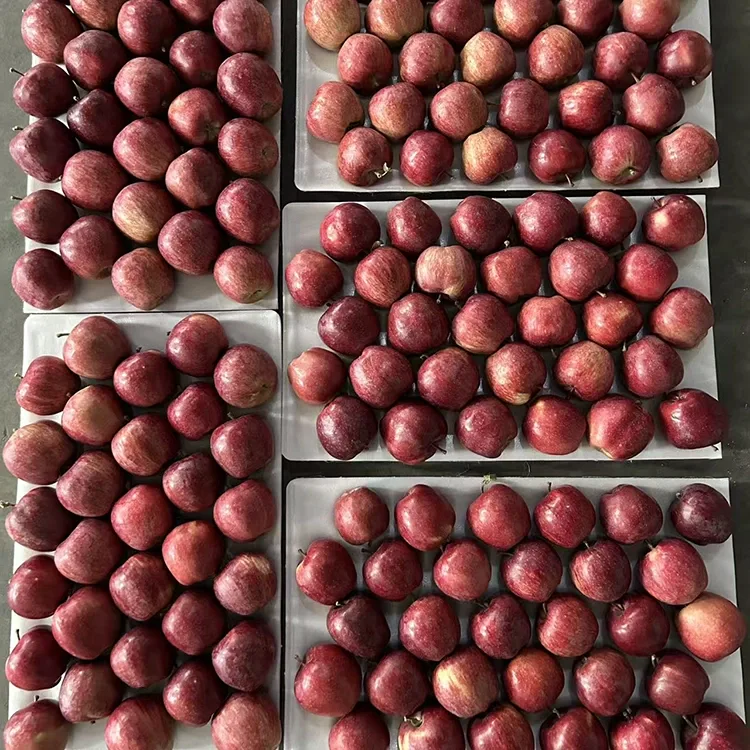 העל רויט שטערן Apples