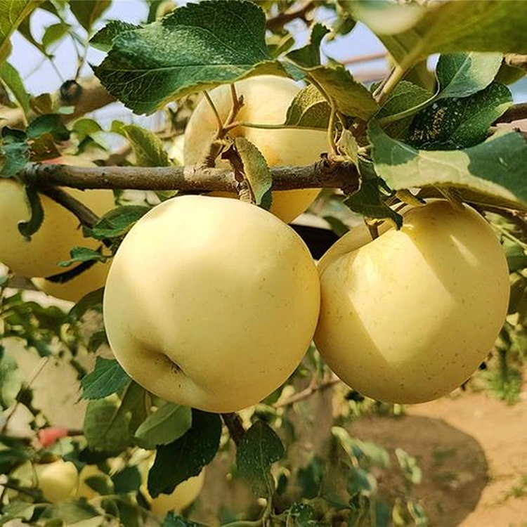פריש גאָלדען געשמאַק Apples