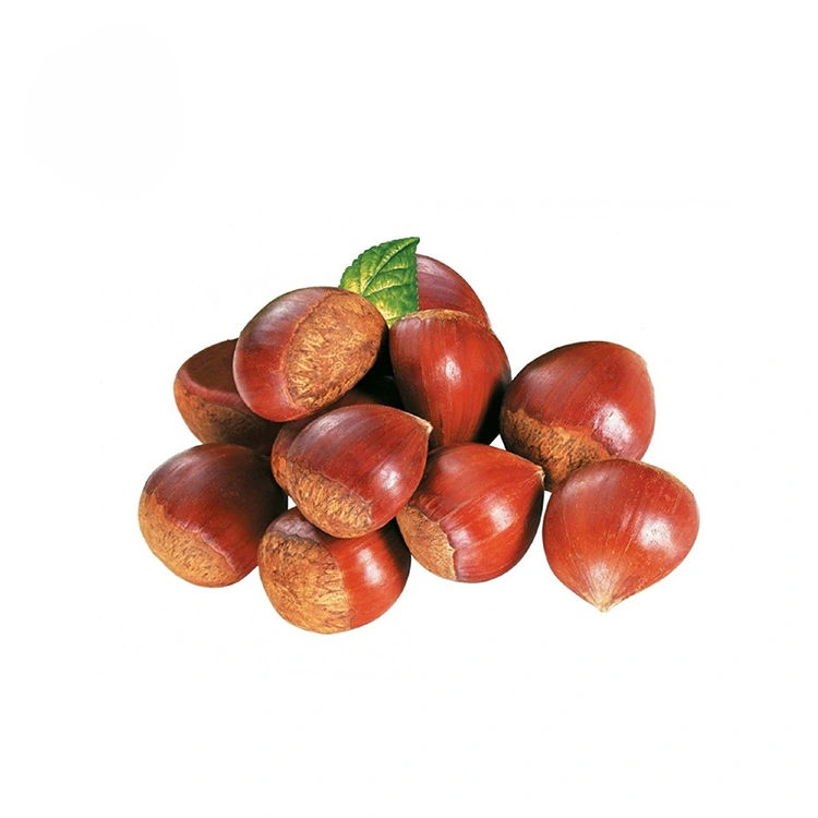 פּרעמיום קוואַליטי טשעסטנאַץ