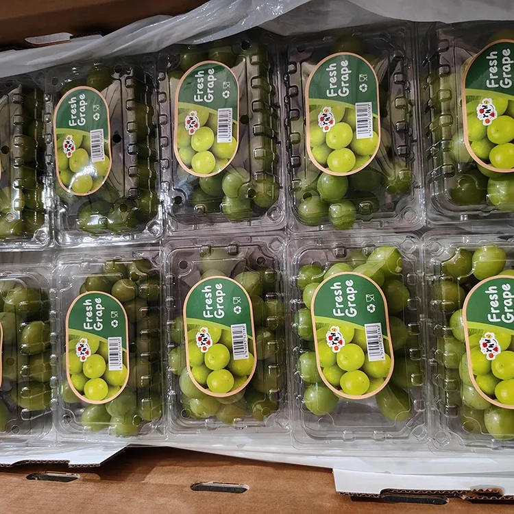 אויסגעקליבן פריש שיין מוסקאַט ווייַנטרויבן
