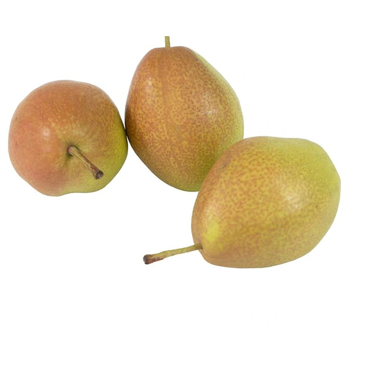 העכער קוואַליטעט פריש האָנגקסיאַנגסו פּערז